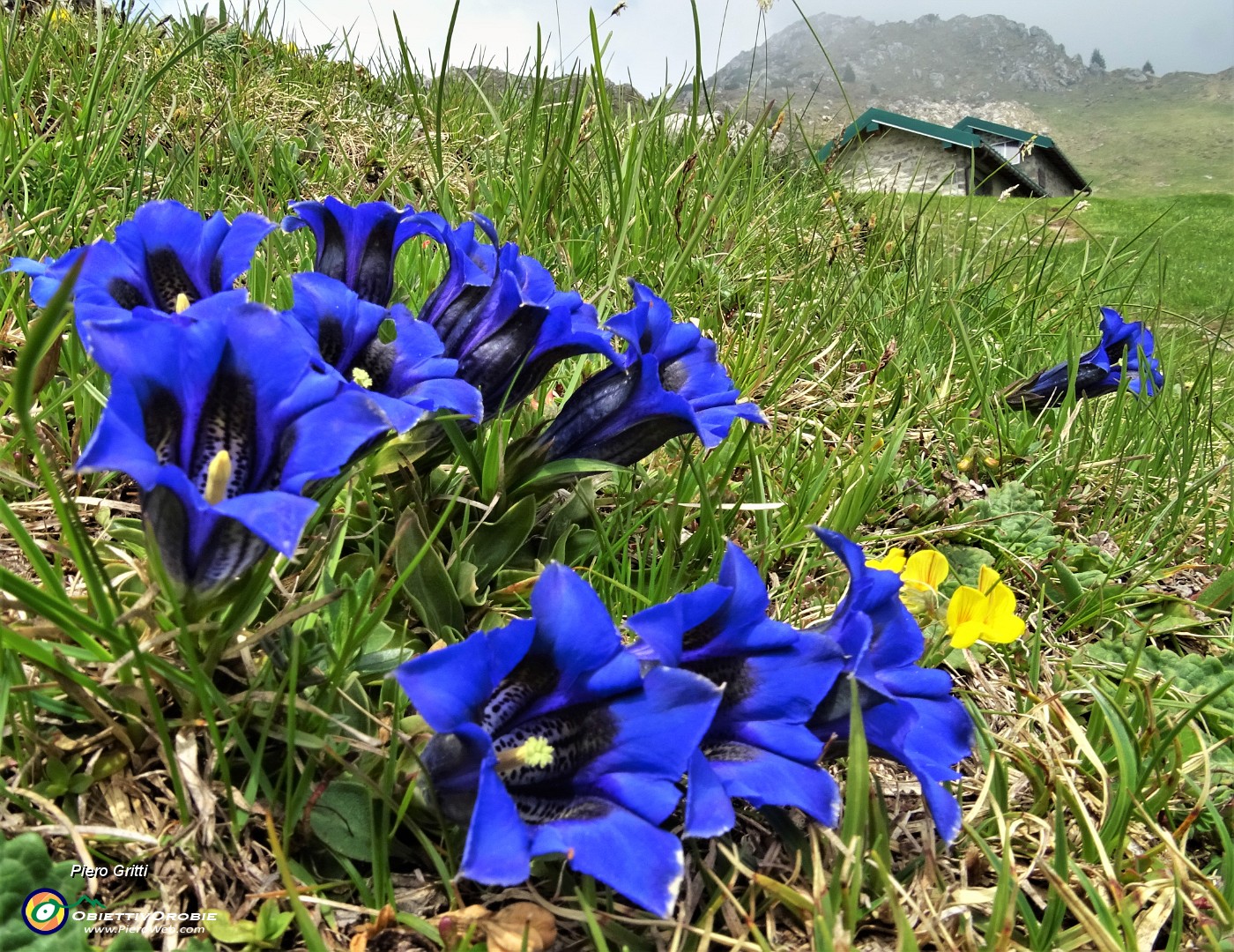 74 Bouquet di genziane di Clusius (Gentiana clusii).JPG